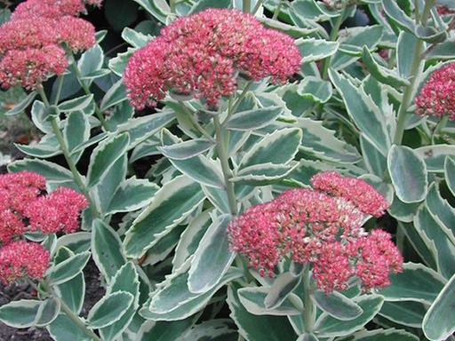 Autumn Charm Stonecrop Sedum : 1 Gallon