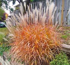 Autumn Red Flame Grass : 1 Gallon