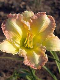 Big Smile Daylily : 1 Gallon