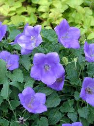 Blue Clips Bellflower : 1 Gallon