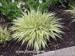 Japanese Forest Grass 'Fubuki' : 1 Gallon