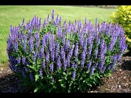 Blue Hill Salvia : 1 Gallon