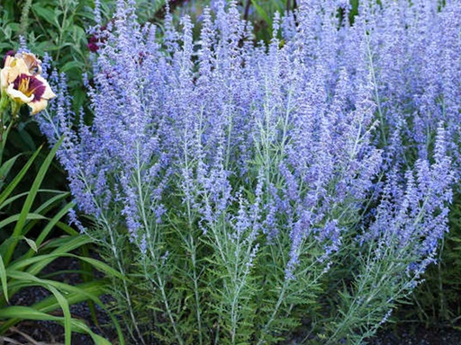 Blue Jean Baby Russian Sage : 1 Gallon