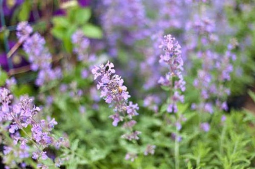 Blue Wonder Catmint : 1 Gallon