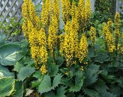 Ligularia 'Bottle Rocket' : 1 Gallon