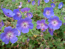 Brookside Geranium : 1 Gallon