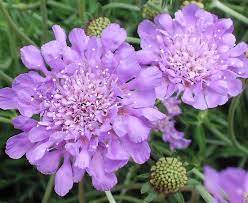 Butterfly Blue Pincushion : 1 Gallon