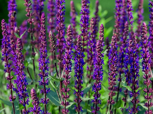 Caradonna Sage : 1 Gallon