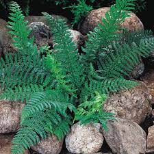 Christmas Fern : 1 Gallon