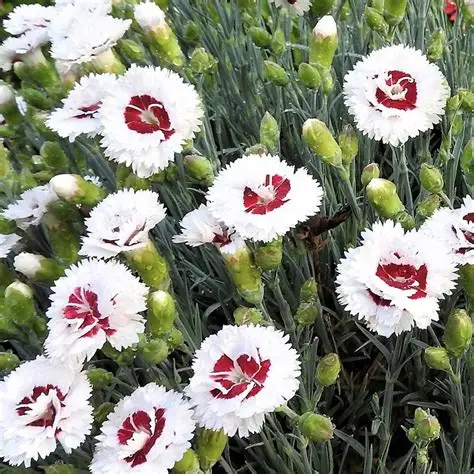 Coconut Surprise Dianthus : 1 Gallon