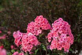 Coral Creme Drop Phlox : 1 Gallon
