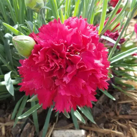 Cranberry Cocktail Dianthus : 1 Gallon