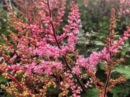 Delft Lace Astilbe : 1 Gallon