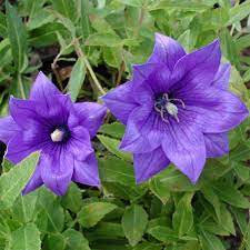 Double Blue Balloon Flower : 1 Gallon