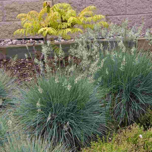 Elijah Blue Fescue Grass : 1 Gallon