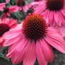 Eye Catcher Coneflower : 1 Gallon