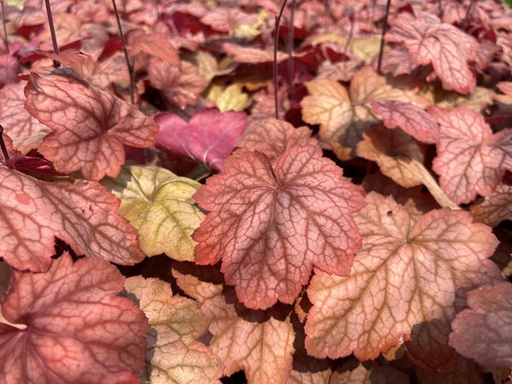 [Georgia Peach Coral bells : 1 Gallon] Georgia Peach Coral Bells ® : 1 Gallon
