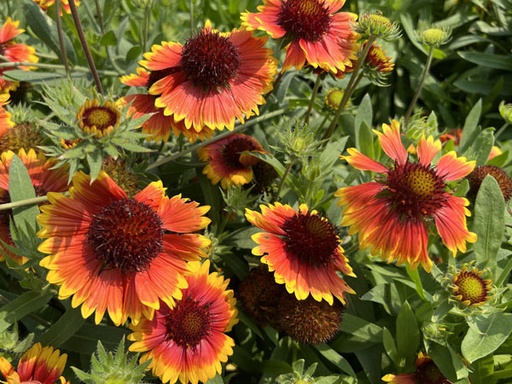 Goblin Blanket Flower : 1 Gallon