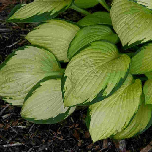 Gold Standard Hosta : 1 Gallon