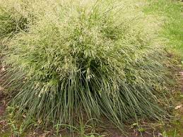 Golden Dew Tufted Hair Grass : 1 Gallon