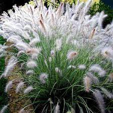 Hameln Dwarf Fountain Grass : 1 Gallon