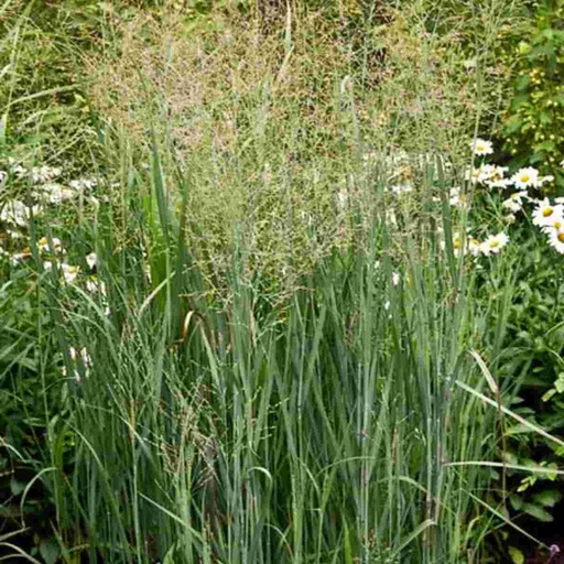 Heavy Metal Grass : 1 Gallon