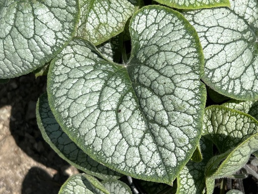 Jack Frost Siberian Bugloss : 1 Gallon