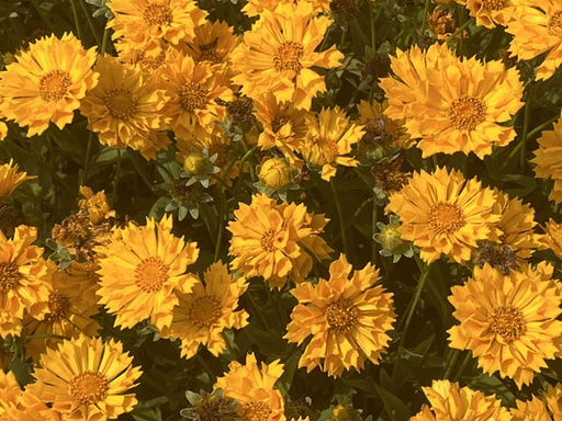 Jethro Tull TickSeed : 1 Gallon