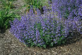 Junior Walker Catmint : 1 Gallon