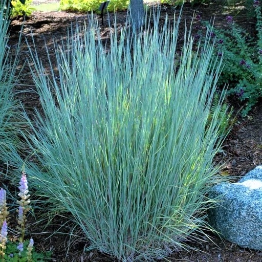 Little Bluestem Grass : 1 Gallon