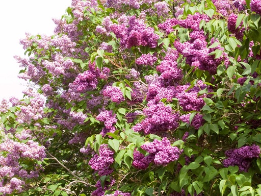 Monge Lilac MS : 4 Foot