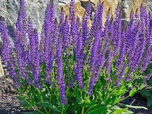 May Night Salvia : 1 Gallon