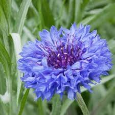 Montana Blue Cornflower : 1 Gallon