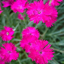 Neon Star Pinks Dianthus : 1 Gallon