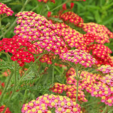 Paprika Yarrow : 1 Gallon