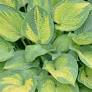 Paul's Glory Hosta : 1 Gallon