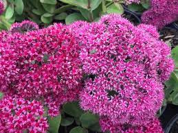 Pillow Talk Stonecrop Sedum : 1 Gallon