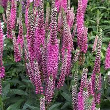 Pink Potion Speedwell : 1 Gallon