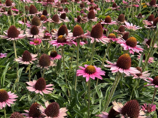 Pixie Meadowbrite Coneflower : 1 Gallon