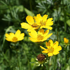 Prairie Stiff TickSeed Coreopsis : 1 Gallon