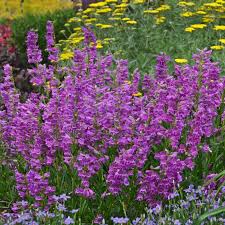 Prairie Dusk Beardtongue : 1 Gallon