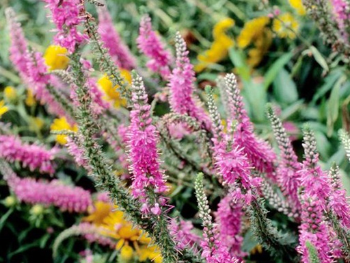 Red Fox Spike Speedwell : 1 Gallon