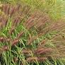 Red Head Fountain Grass : 1 Gallon