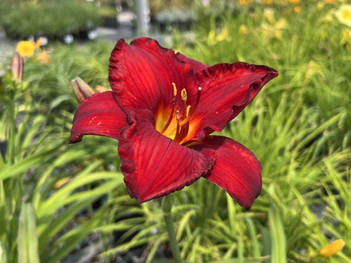 Red Pinocchio Daylily : 1 Gallon