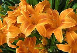 Rocket City Daylily : 1 Gallon