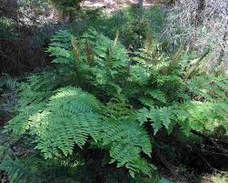 Royal Fern : 1 Gallon