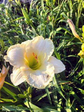 Ruffled Parchment Daylily : 1 Gallon