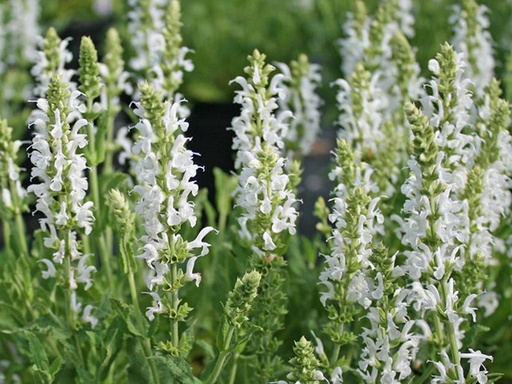Snow Hill Salvia : 1 Gallon