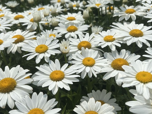 Snowcap Shasta Daisy : 1 Gallon