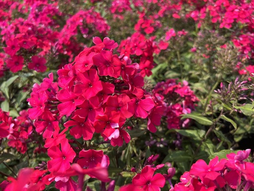 Starfire Phlox : 1 Gallon